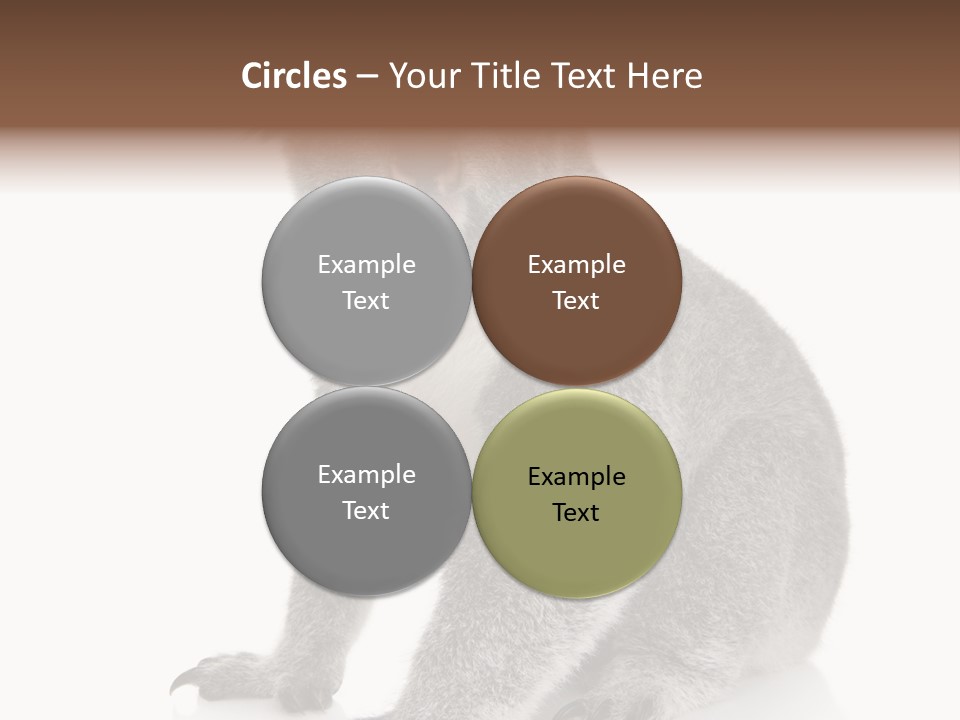 Phascolarctos Square Image Cut Out PowerPoint Template