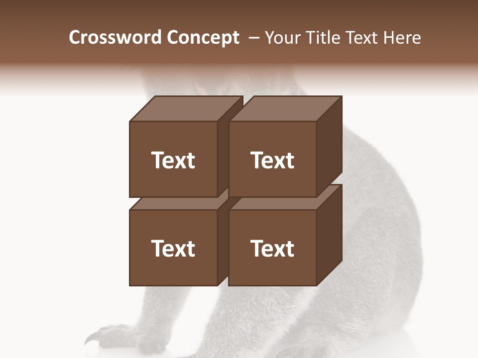 Phascolarctos Square Image Cut Out PowerPoint Template