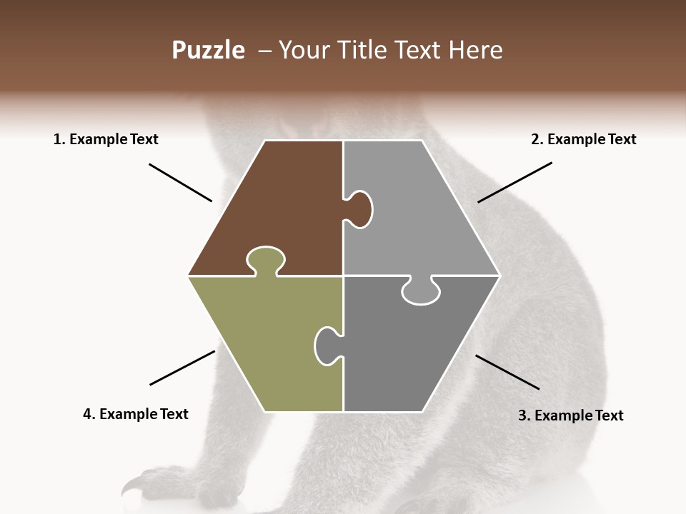 Phascolarctos Square Image Cut Out PowerPoint Template