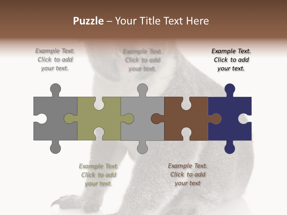 Phascolarctos Square Image Cut Out PowerPoint Template