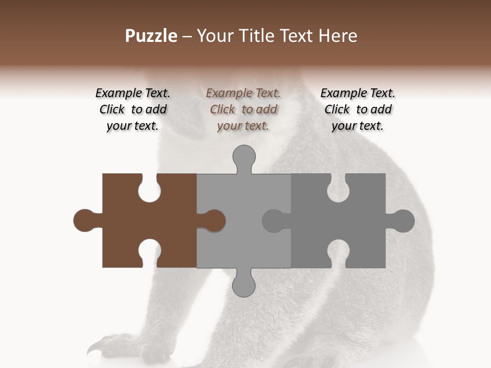 Phascolarctos Square Image Cut Out PowerPoint Template