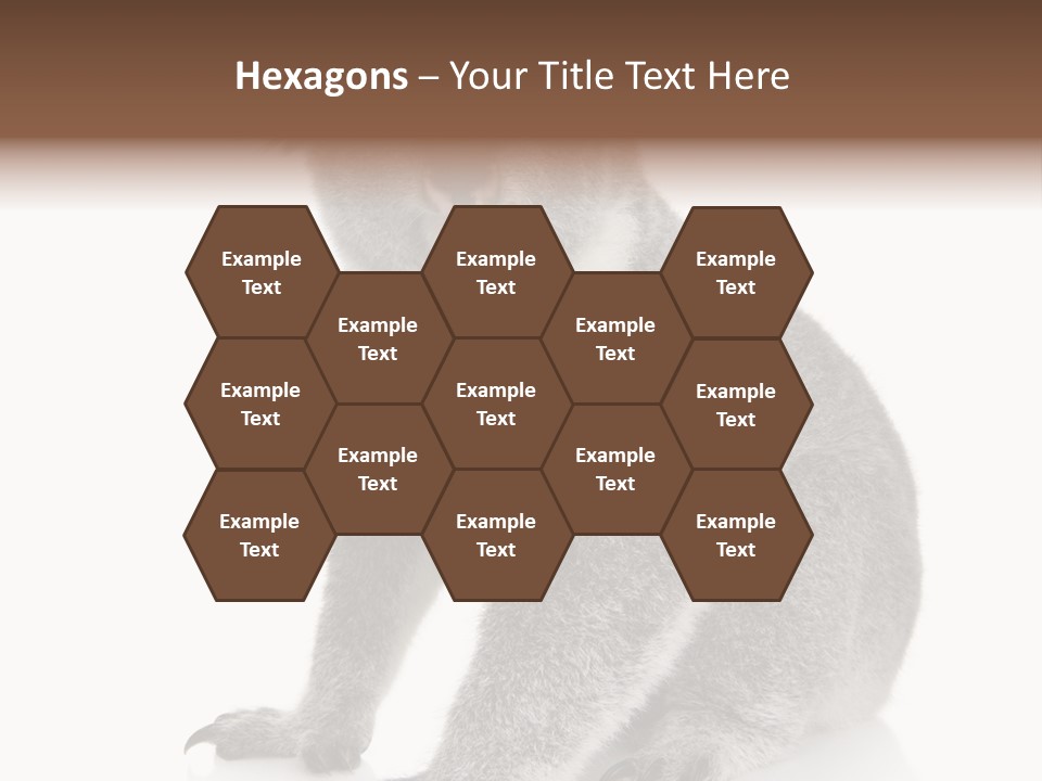 Phascolarctos Square Image Cut Out PowerPoint Template