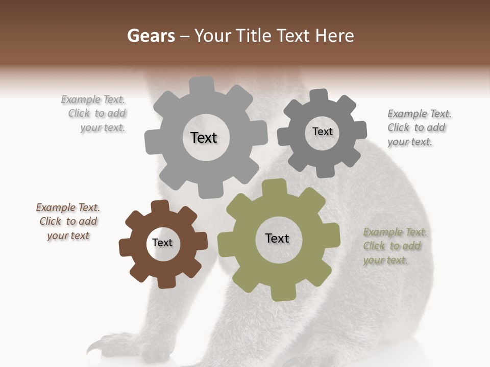 Phascolarctos Square Image Cut Out PowerPoint Template