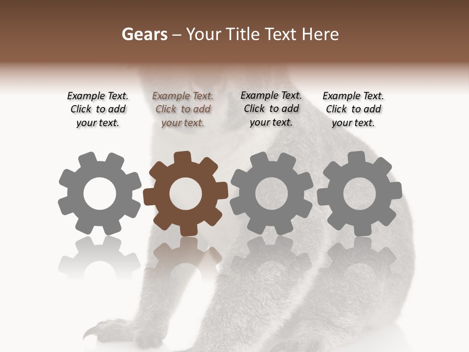 Phascolarctos Square Image Cut Out PowerPoint Template