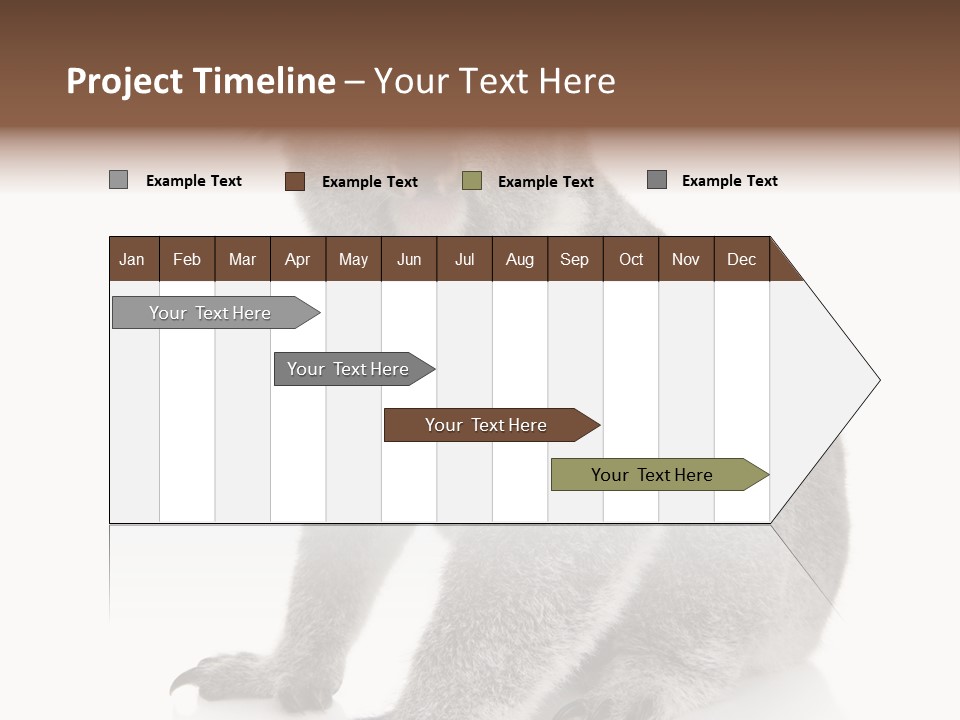 Phascolarctos Square Image Cut Out PowerPoint Template