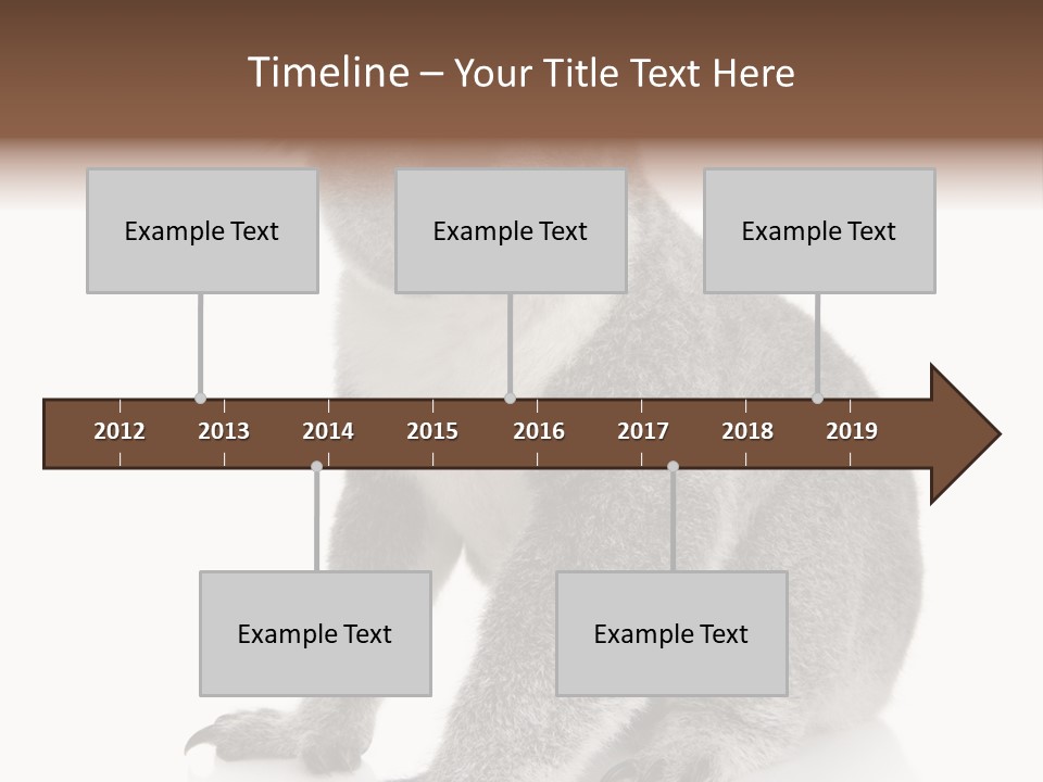 Phascolarctos Square Image Cut Out PowerPoint Template