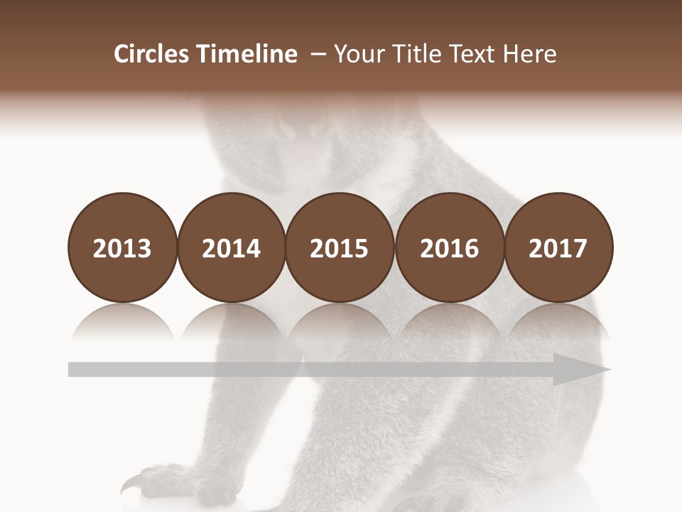 Phascolarctos Square Image Cut Out PowerPoint Template