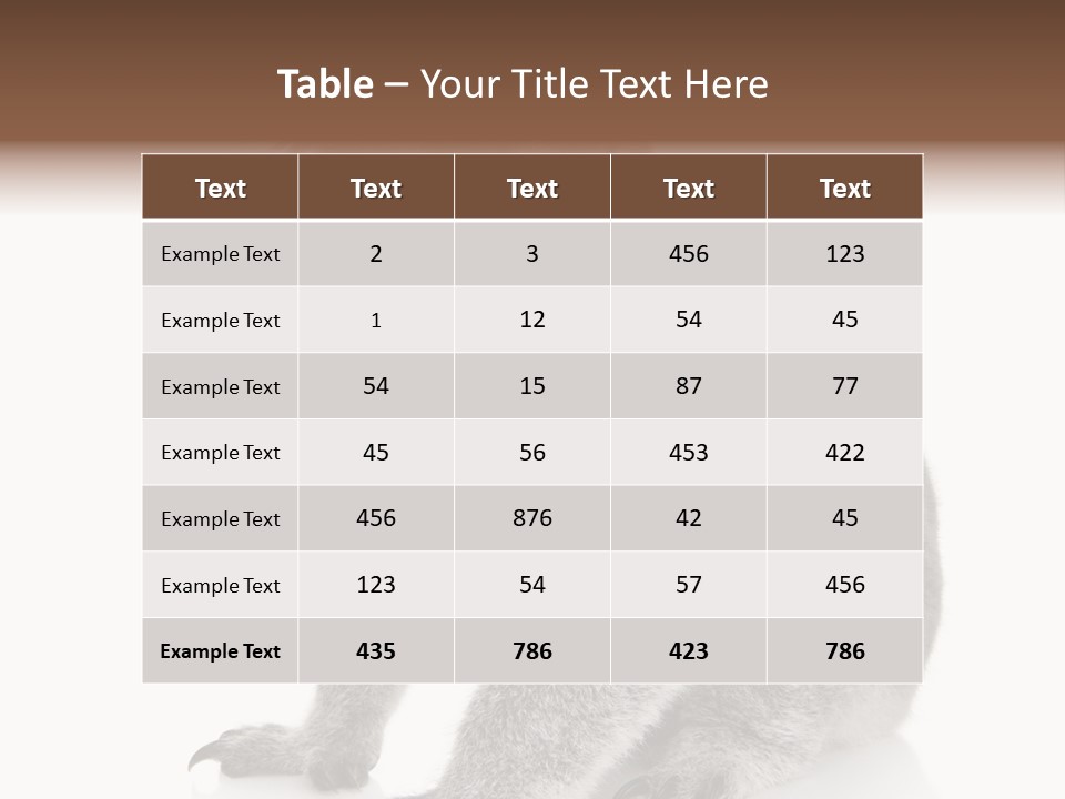Phascolarctos Square Image Cut Out PowerPoint Template