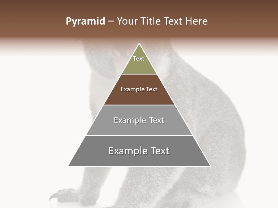 Phascolarctos Square Image Cut Out PowerPoint Template