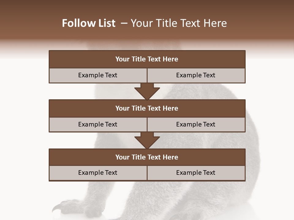 Phascolarctos Square Image Cut Out PowerPoint Template