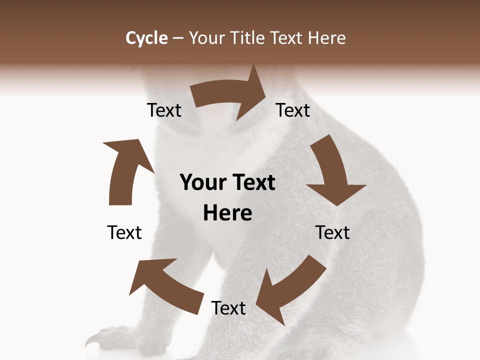 Phascolarctos Square Image Cut Out PowerPoint Template