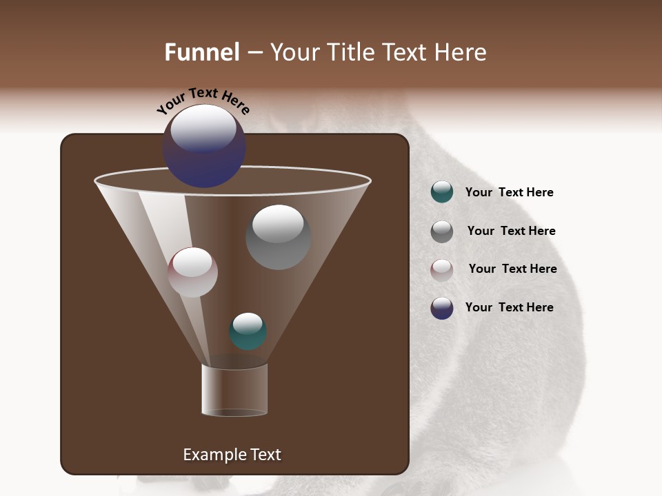 Phascolarctos Square Image Cut Out PowerPoint Template