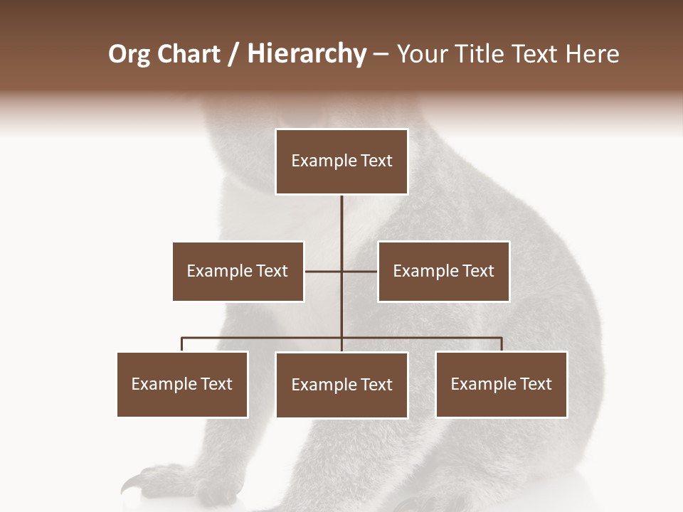 Phascolarctos Square Image Cut Out PowerPoint Template