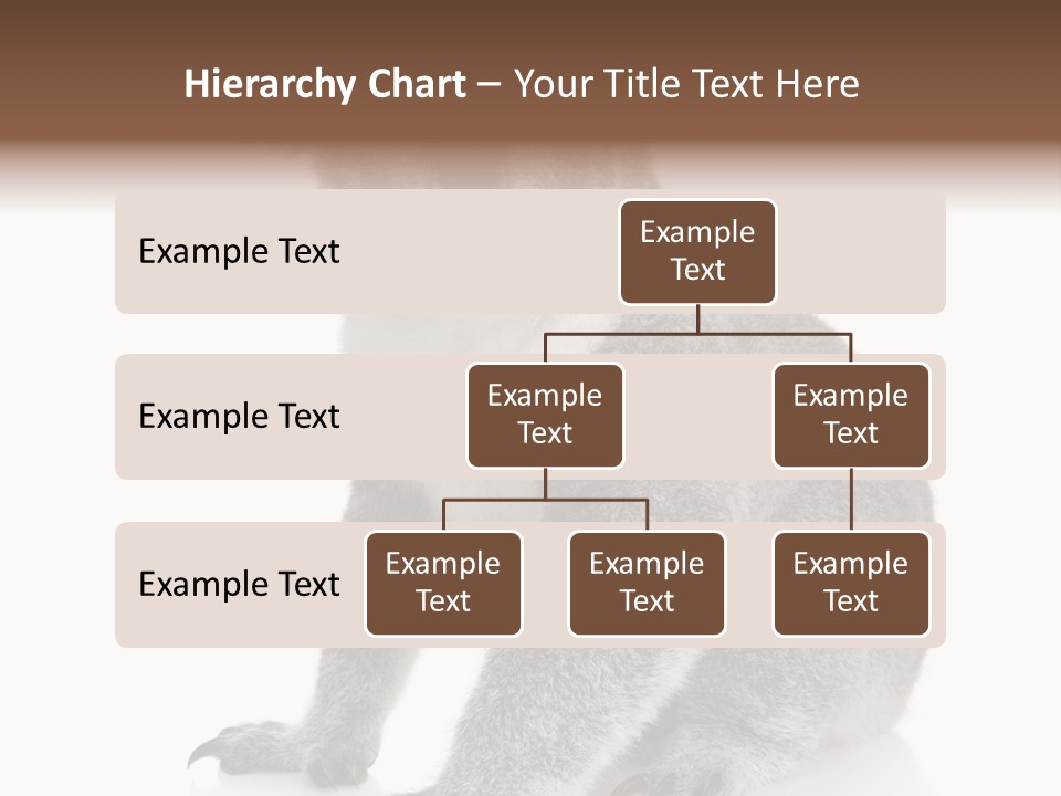 Phascolarctos Square Image Cut Out PowerPoint Template
