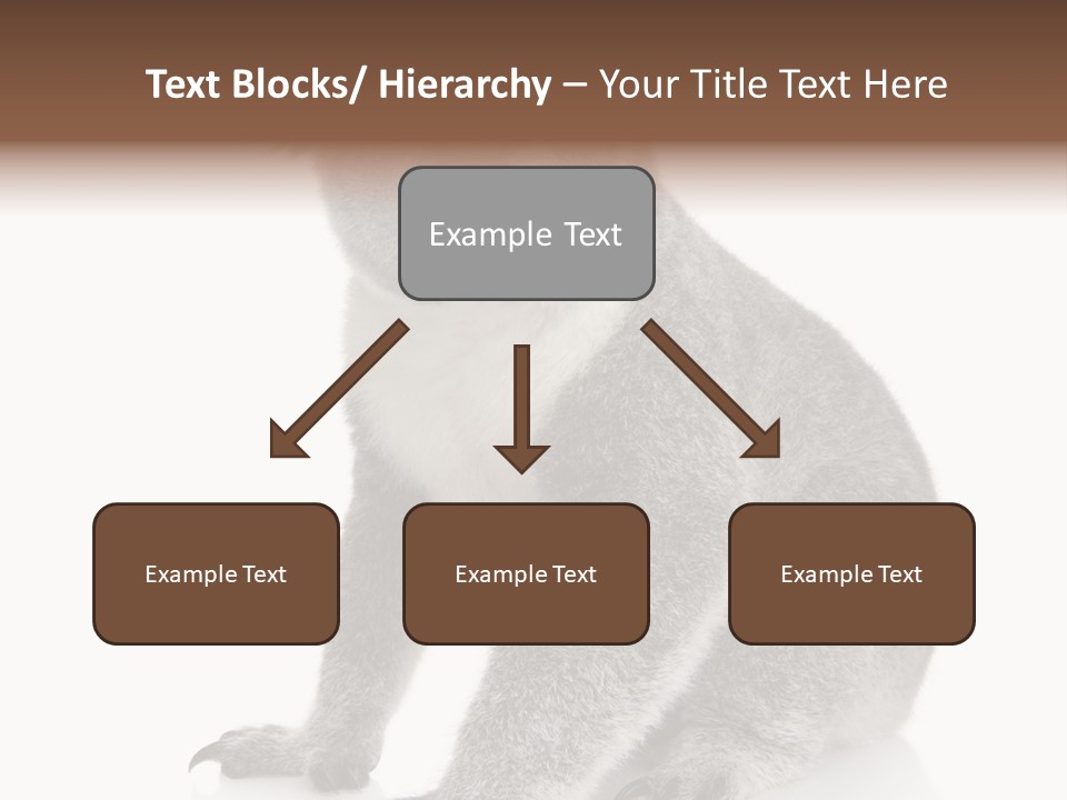 Phascolarctos Square Image Cut Out PowerPoint Template