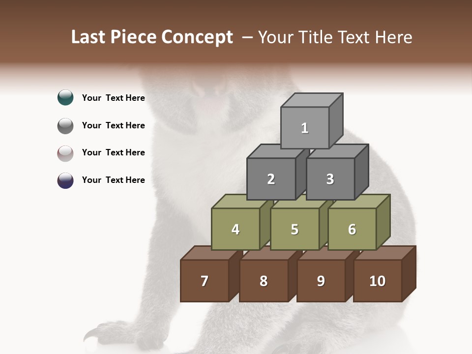 Phascolarctos Square Image Cut Out PowerPoint Template
