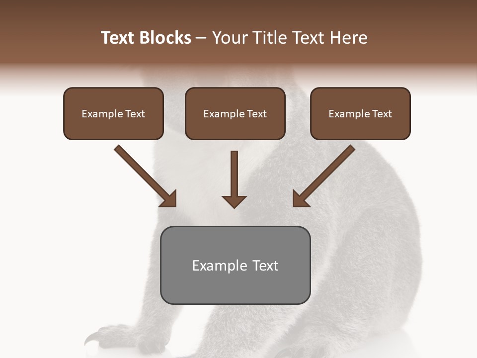 Phascolarctos Square Image Cut Out PowerPoint Template