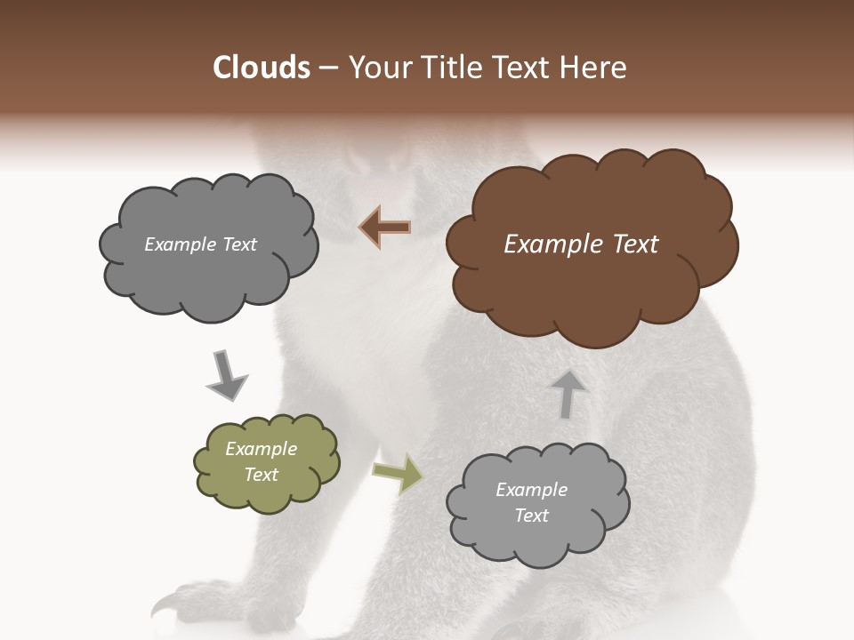 Phascolarctos Square Image Cut Out PowerPoint Template