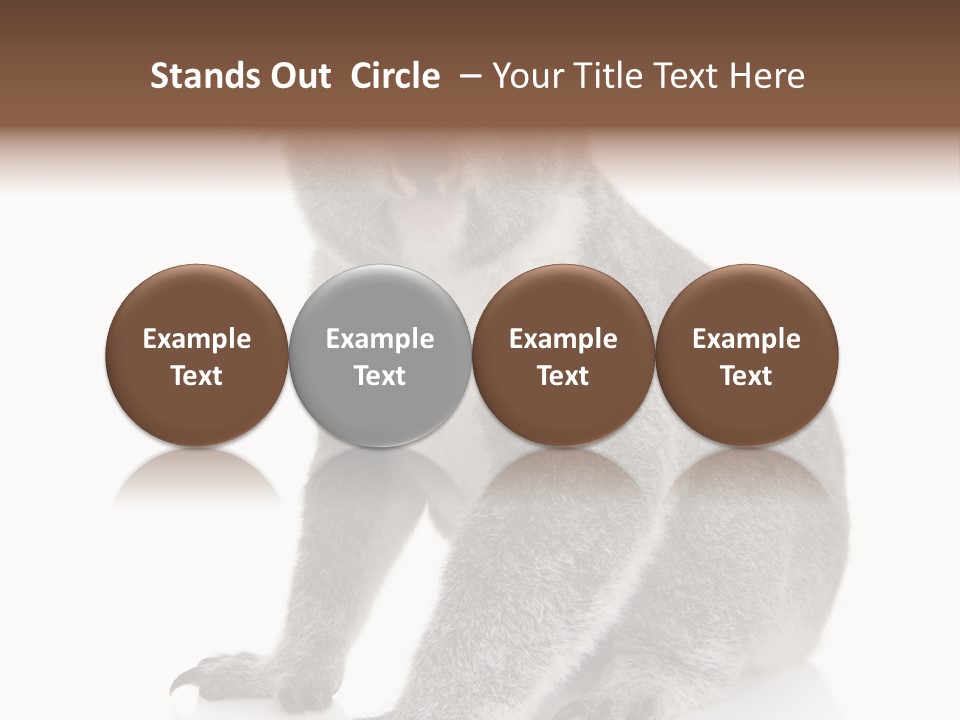 Phascolarctos Square Image Cut Out PowerPoint Template