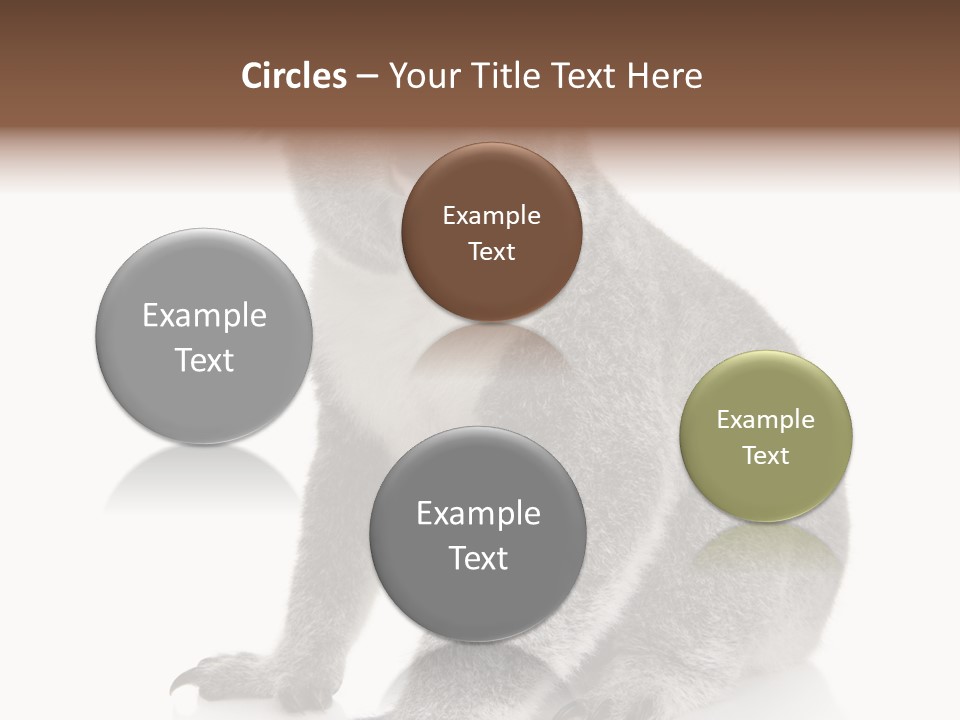 Phascolarctos Square Image Cut Out PowerPoint Template