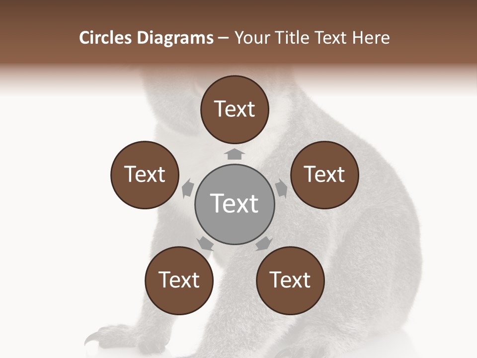 Phascolarctos Square Image Cut Out PowerPoint Template