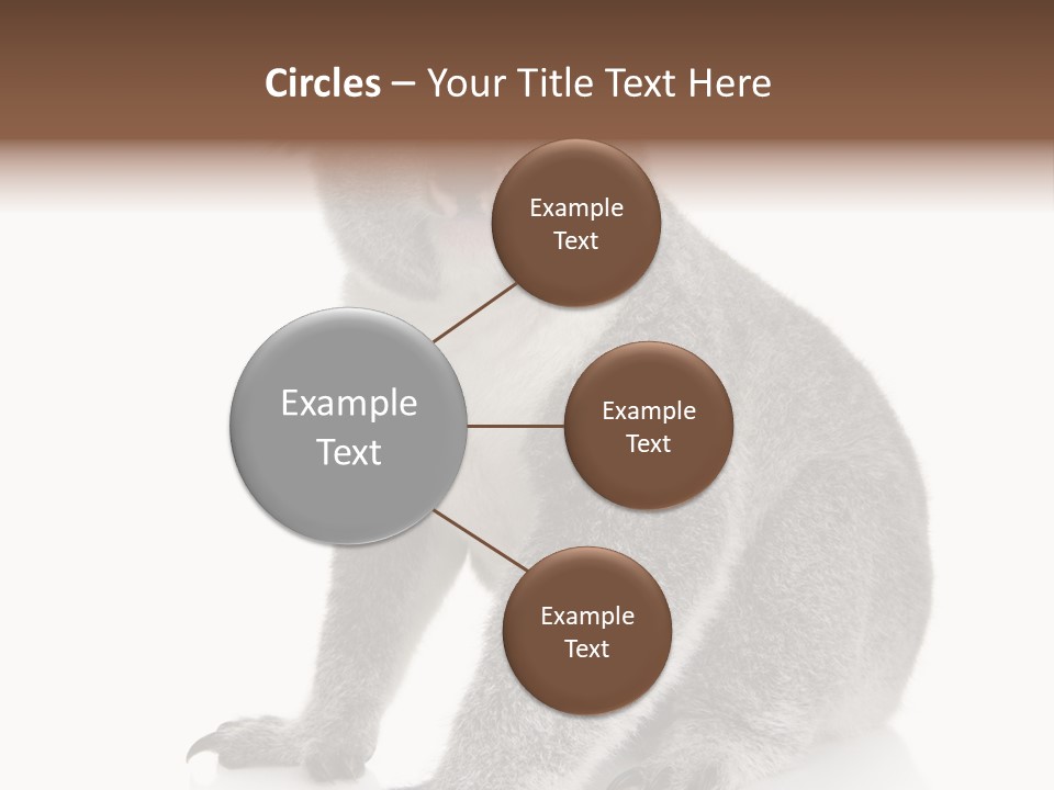 Phascolarctos Square Image Cut Out PowerPoint Template