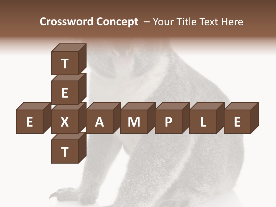 Phascolarctos Square Image Cut Out PowerPoint Template