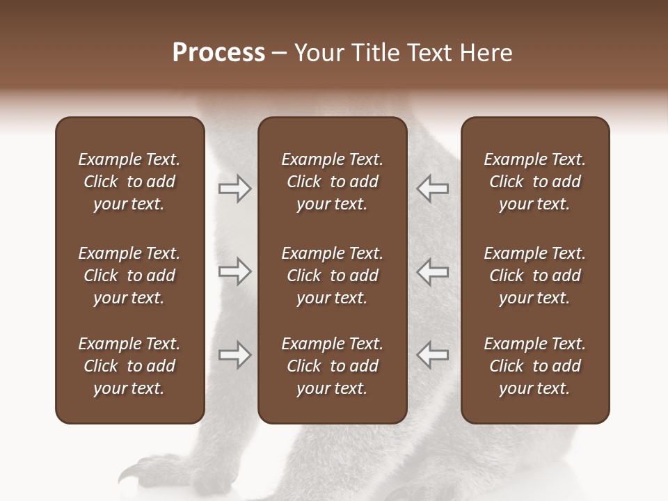 Phascolarctos Square Image Cut Out PowerPoint Template