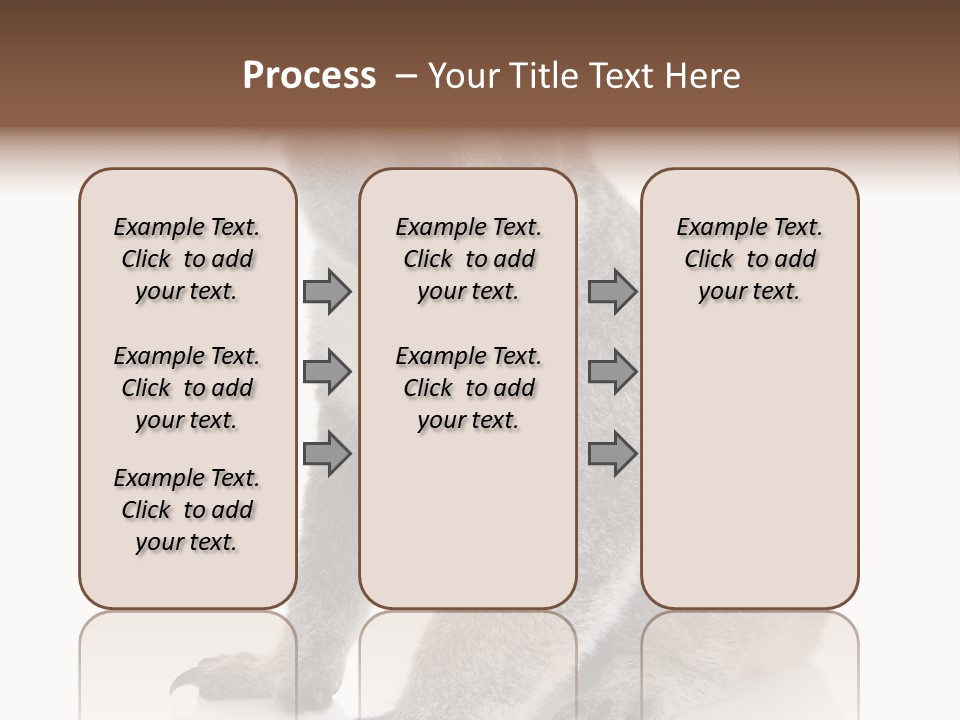 Phascolarctos Square Image Cut Out PowerPoint Template