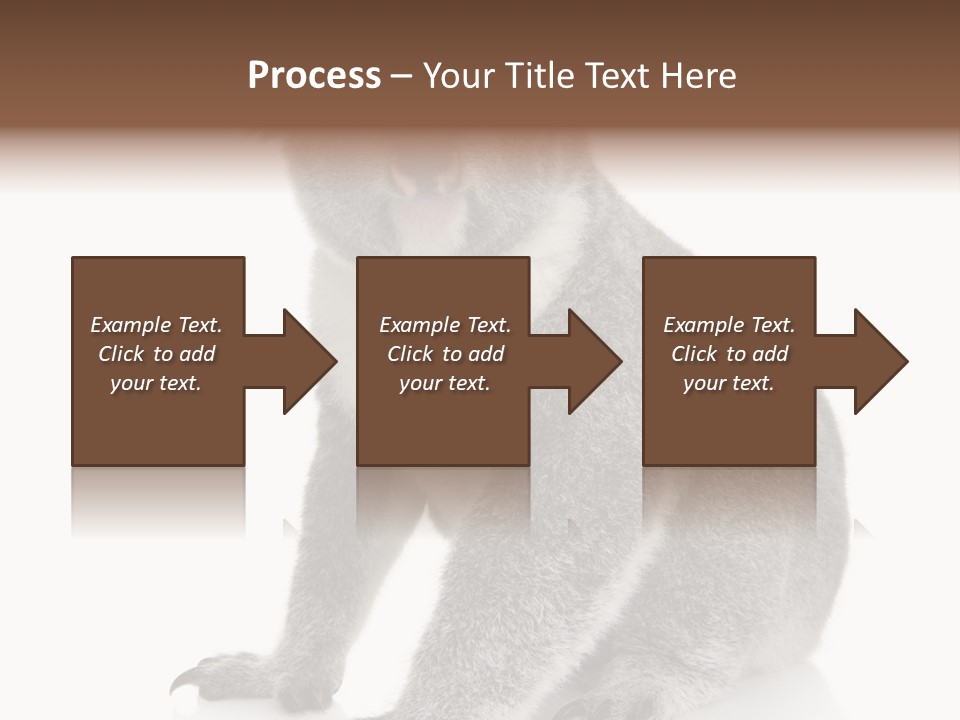 Phascolarctos Square Image Cut Out PowerPoint Template