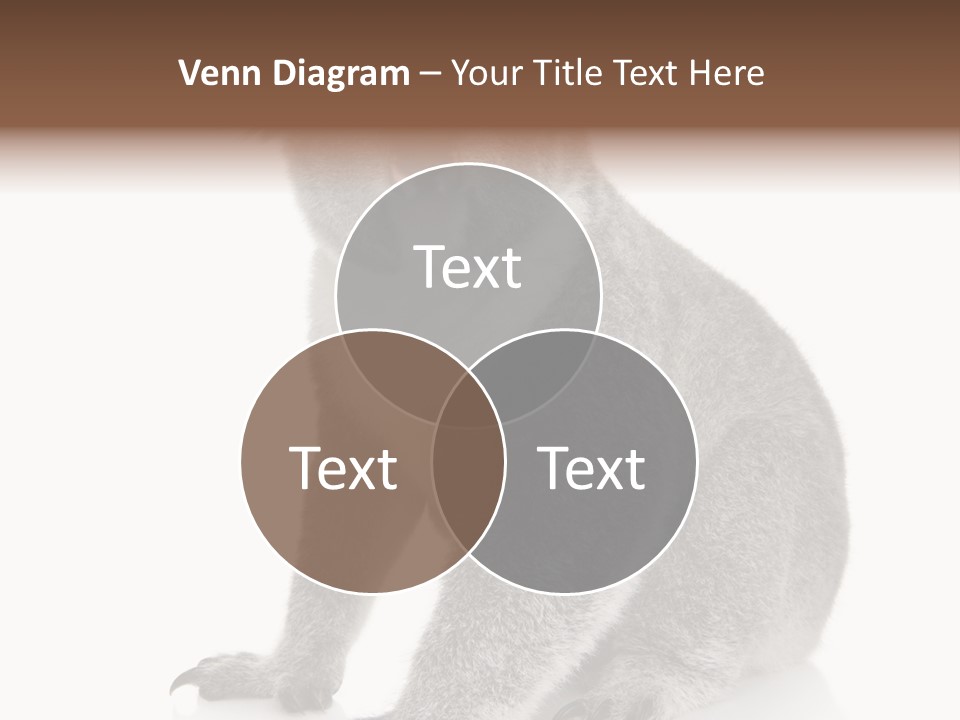 Phascolarctos Square Image Cut Out PowerPoint Template