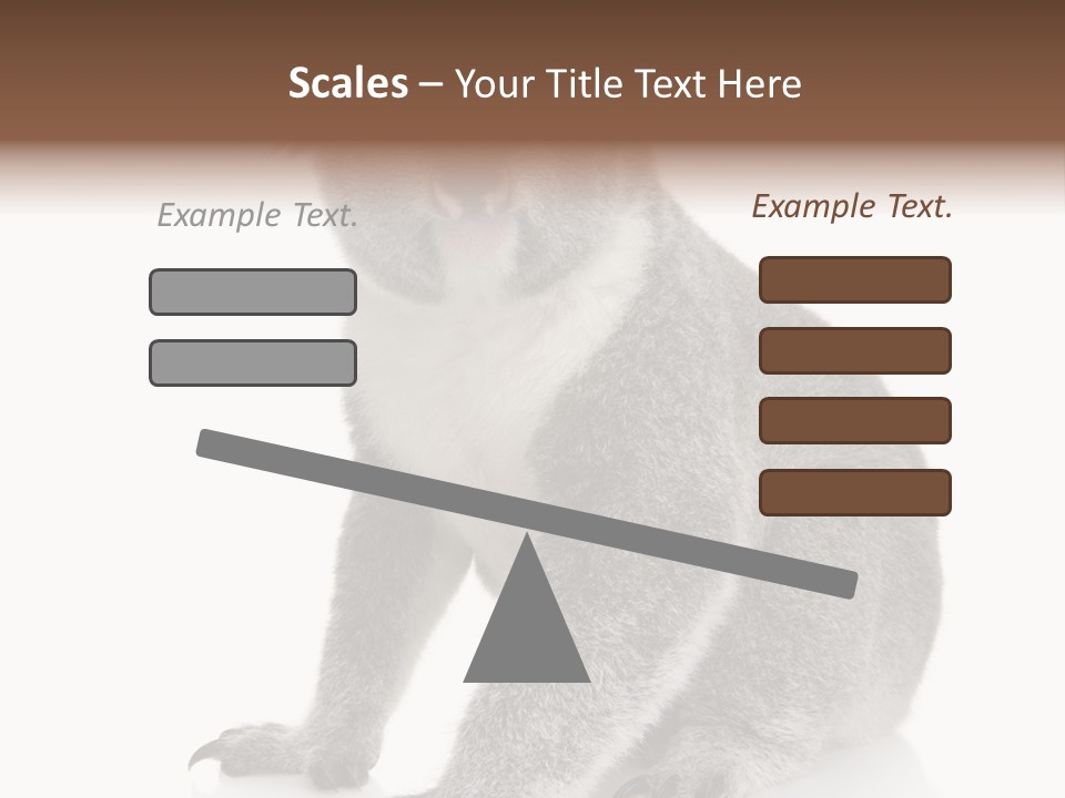 Phascolarctos Square Image Cut Out PowerPoint Template