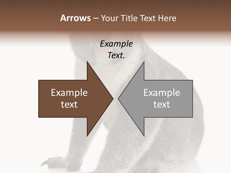 Phascolarctos Square Image Cut Out PowerPoint Template