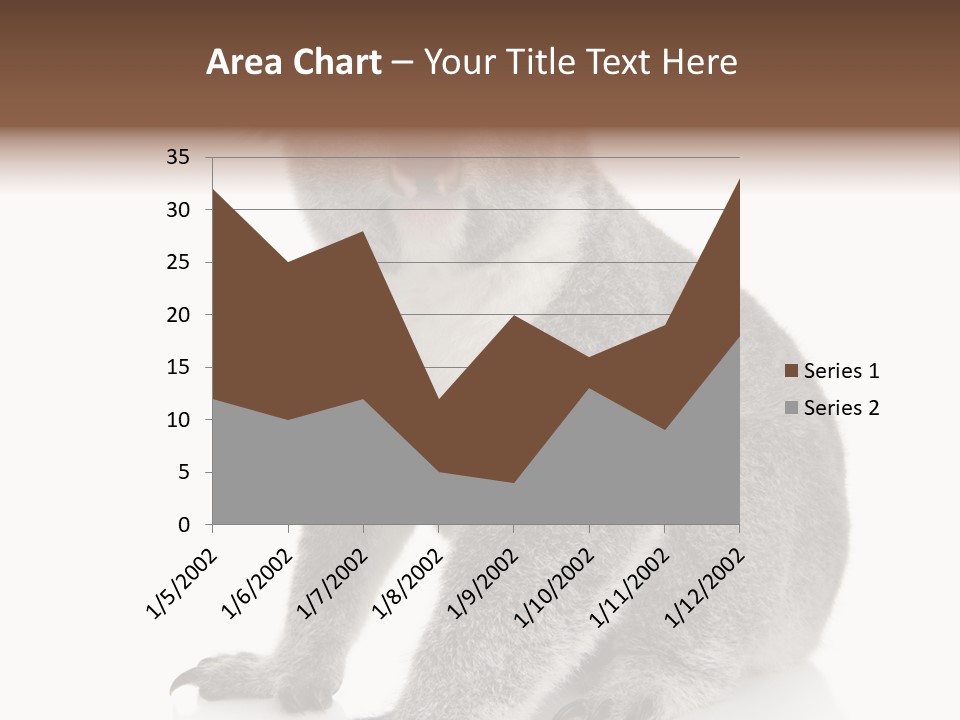 Phascolarctos Square Image Cut Out PowerPoint Template