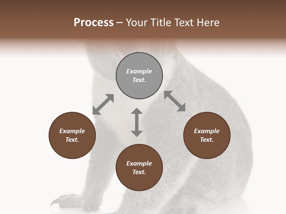 Phascolarctos Square Image Cut Out PowerPoint Template