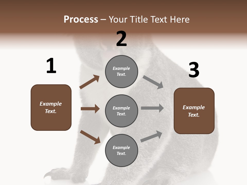 Phascolarctos Square Image Cut Out PowerPoint Template