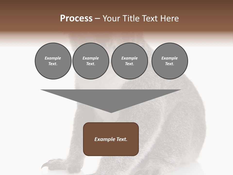 Phascolarctos Square Image Cut Out PowerPoint Template