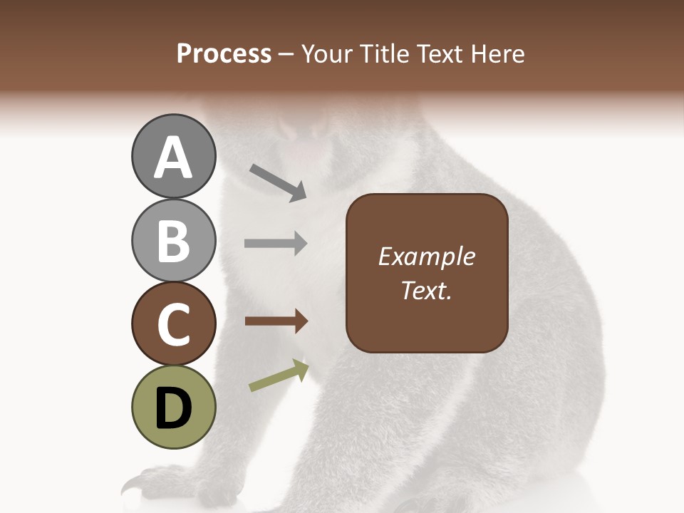 Phascolarctos Square Image Cut Out PowerPoint Template