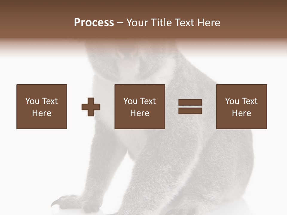 Phascolarctos Square Image Cut Out PowerPoint Template