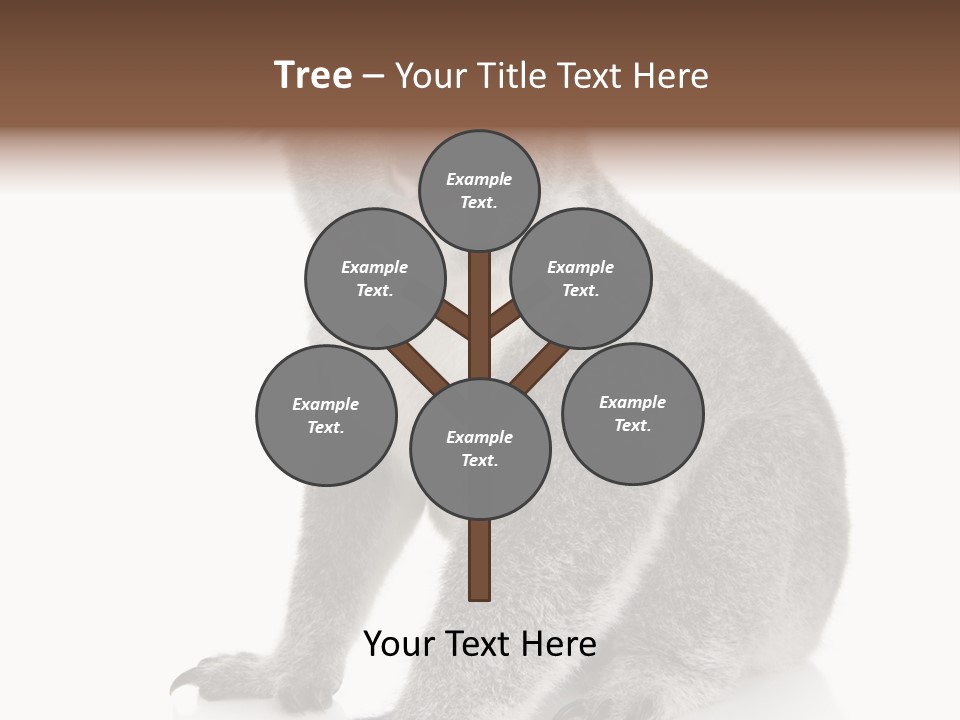 Phascolarctos Square Image Cut Out PowerPoint Template