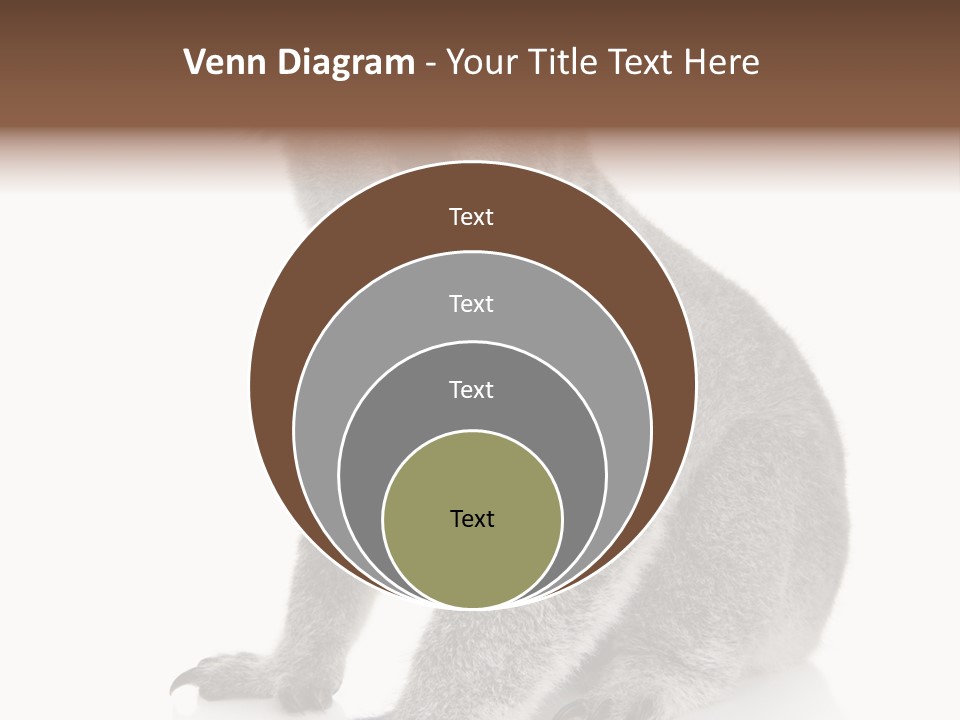 Phascolarctos Square Image Cut Out PowerPoint Template