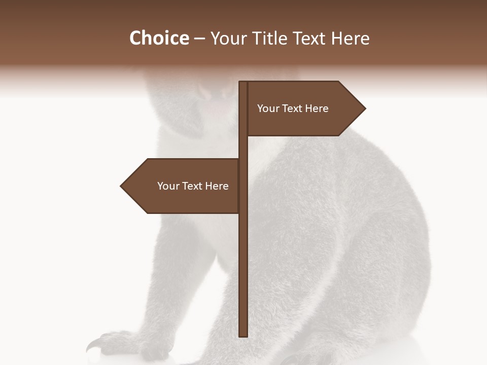 Phascolarctos Square Image Cut Out PowerPoint Template