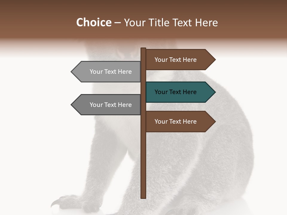 Phascolarctos Square Image Cut Out PowerPoint Template
