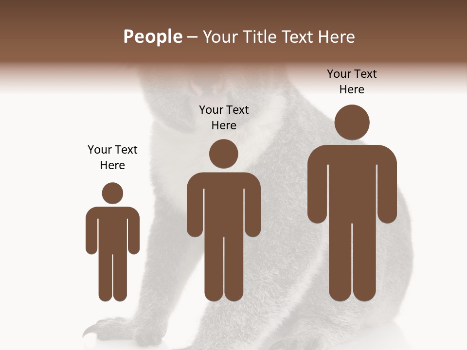 Phascolarctos Square Image Cut Out PowerPoint Template