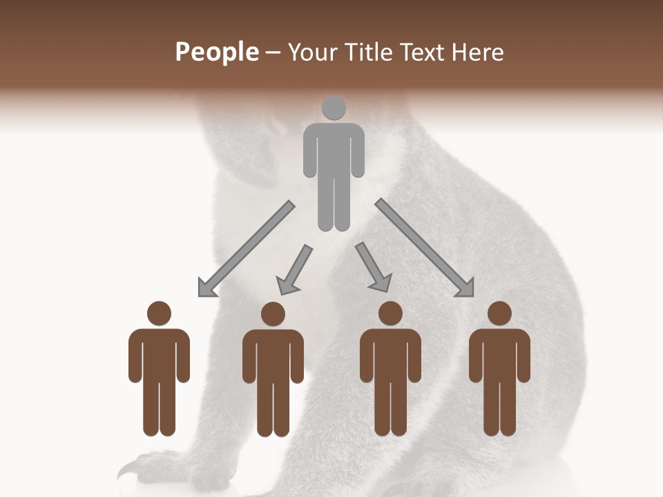 Phascolarctos Square Image Cut Out PowerPoint Template