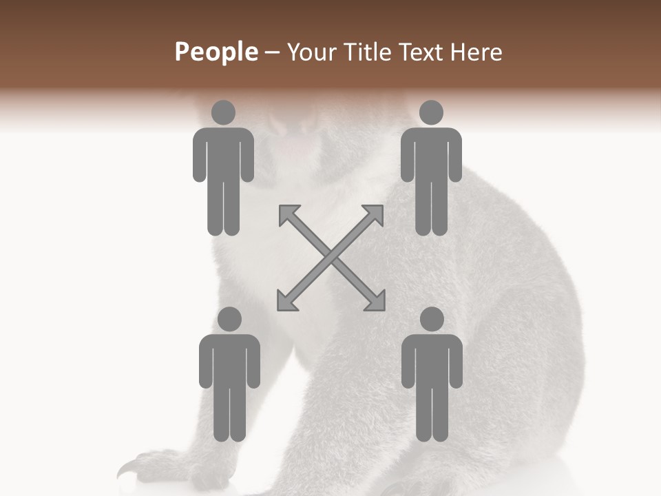 Phascolarctos Square Image Cut Out PowerPoint Template