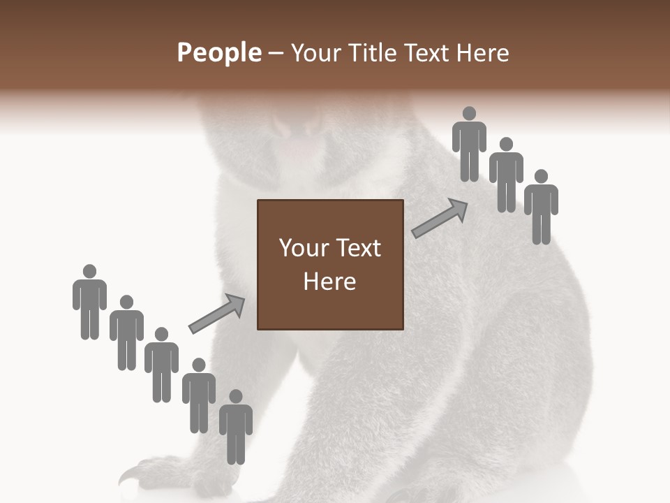 Phascolarctos Square Image Cut Out PowerPoint Template