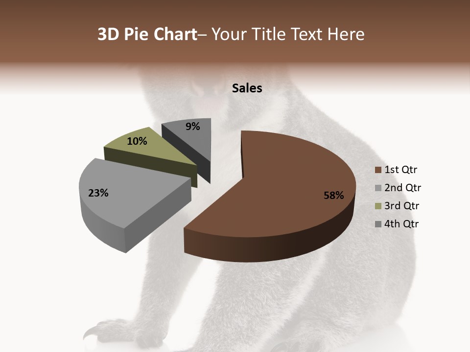 Phascolarctos Square Image Cut Out PowerPoint Template