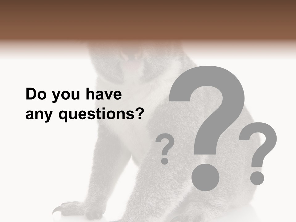 Phascolarctos Square Image Cut Out PowerPoint Template