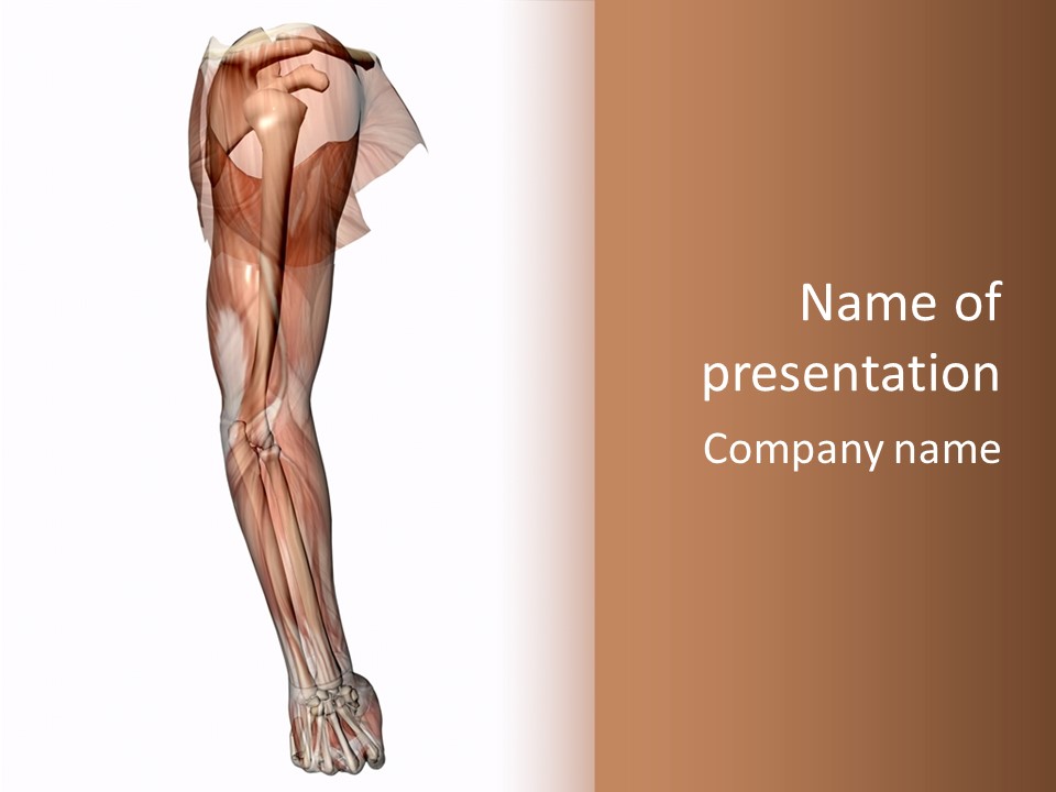 Ligament Corporal White PowerPoint Template